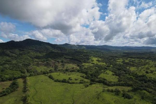 Se vende finca ganadera en margarita de chepo