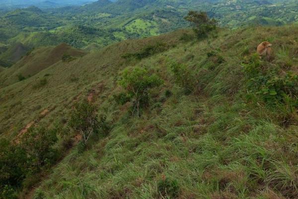 Terreno para potrero en venta la pintada