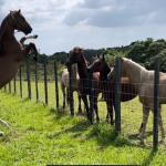 El chirú: hermosa finca productiva a 3 minutos de la interamericana.