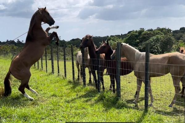 El chirú: hermosa finca productiva a 3 minutos de la interamericana.