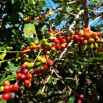 Plantación de café en venta en alto quiel