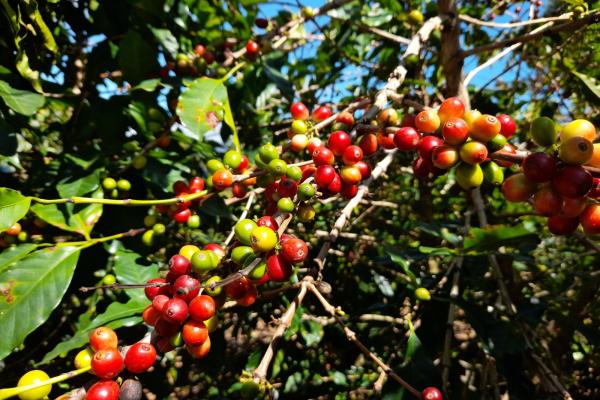 Plantación de café en venta en alto quiel