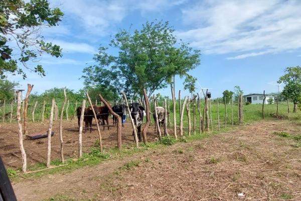 Venta finca terreno centro de penonome