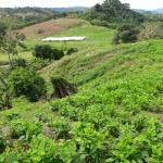 Finca de usos múltiples de 15.5 acres en caizán panamá