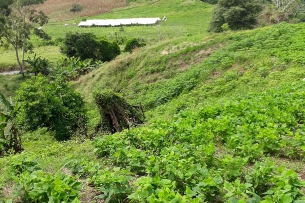 Finca de usos múltiples de 15.5 acres en caizán panamá