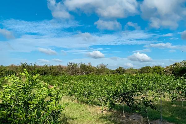 Venta de finca en antón cloclé